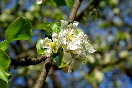 Spring ,April 2023
