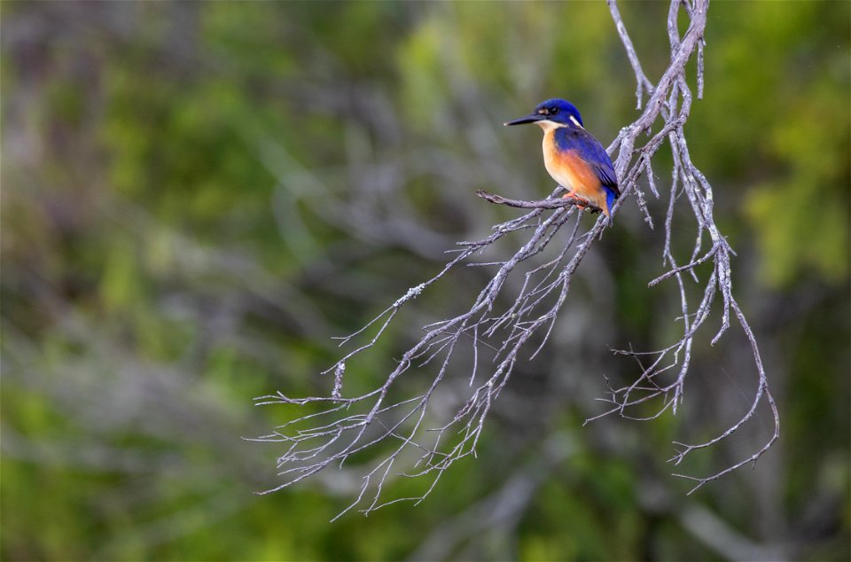 Azure kingfisher
