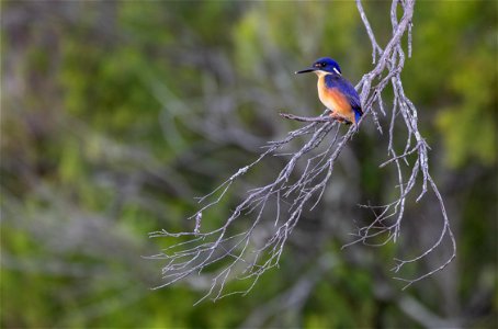 Azure kingfisher photo