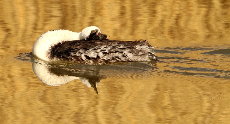 Western Grebe Bear River Migratory Bird Refuge photo