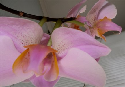 orchids-兰花_2023_0223_210826 photo