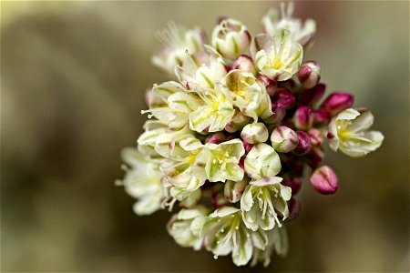 Eriogonum ovalifolium