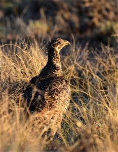 Greater sage-grouse at Seedskadee National Wildlife Refuge