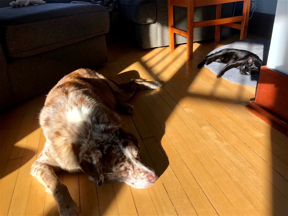 Cat Aware / Dog Away