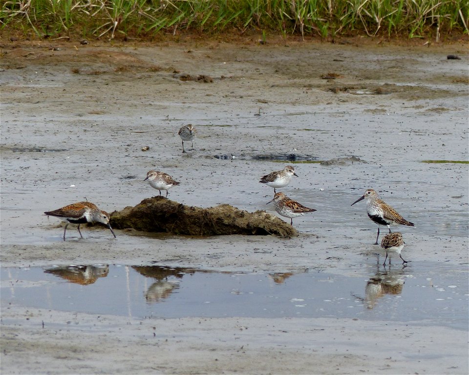 Dunlin and Western and Semipalmated Sandpipers
