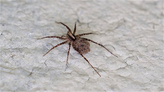 Pardosa lugubris-Gruppe, Weibchen mit Jungspinnen