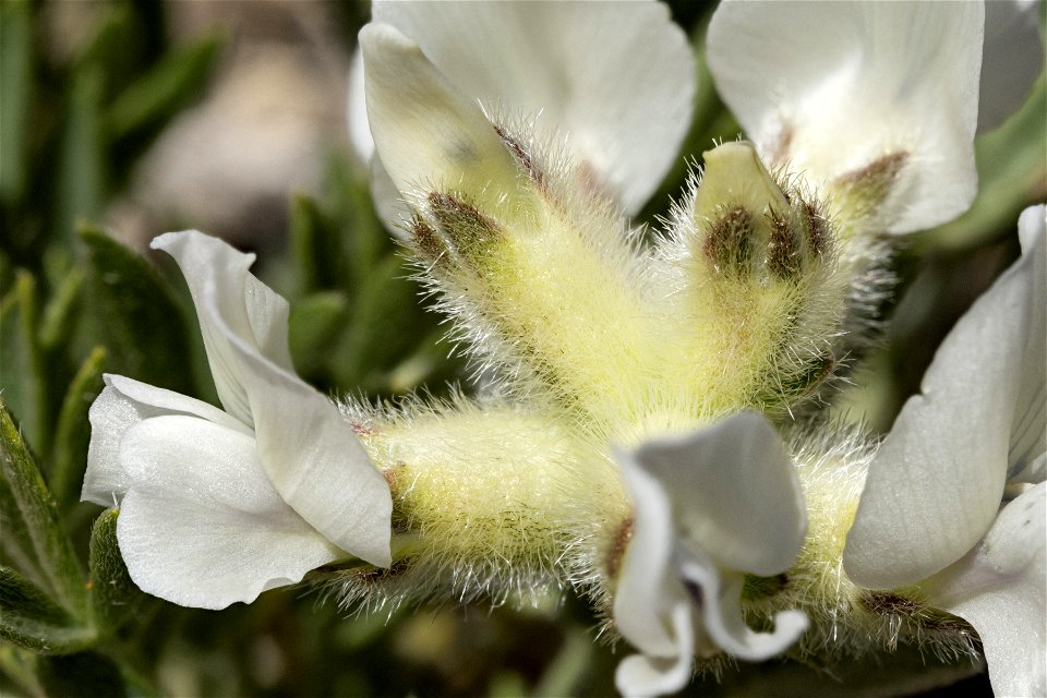 Oxytropis sericea