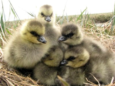 Cackling goose goslings