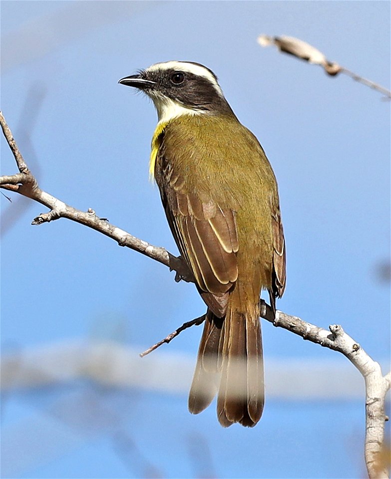 597 - SOCIAL FLYCATCHER (12-24-2021) u of texas brownsville campus, brownsville, cameron co, tx -16