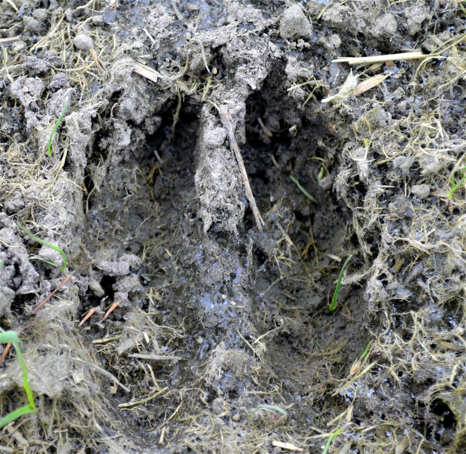 White-tailed Deer Track