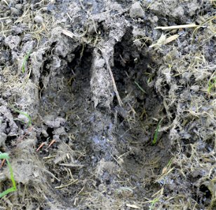 White-tailed Deer Track photo