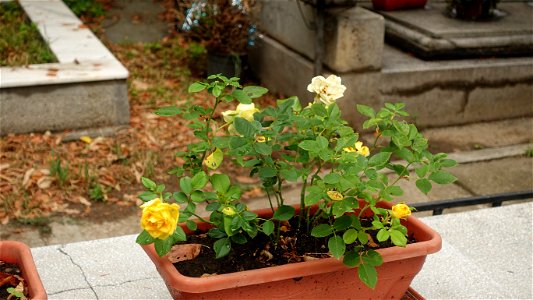 DSC06669