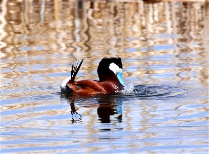 Ruddy duck at Seedskadee National Wildlife Refuge