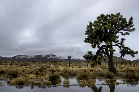 Clouds over Queen Mountain and Joshua trees