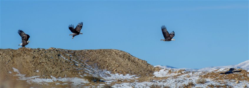 Bald Eagles Taking Flight photo