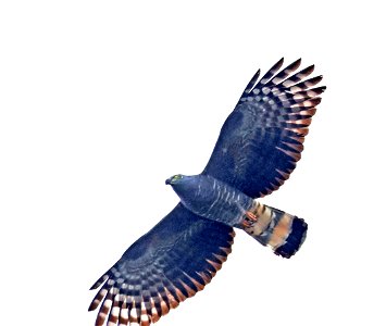 206 - HOOK-BILLED KITE (02-02-2023) bentsen rio grande state park, palmview, hidalgo co, tx -03