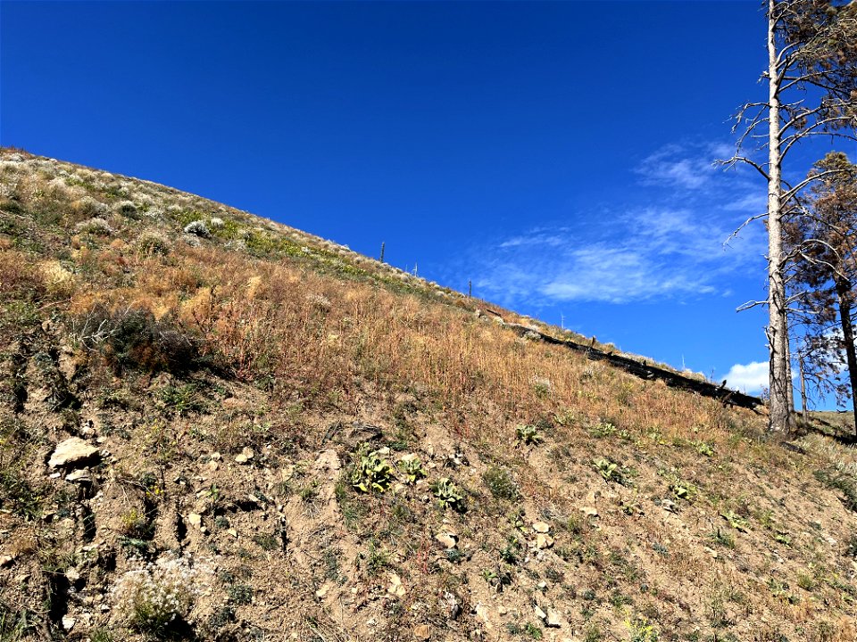 moderate burn SBS with abundnat plant recovery above waterline road in the old Schultz burn (2)