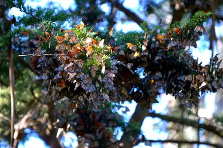 Monarchs overwintering on cedar trees photo