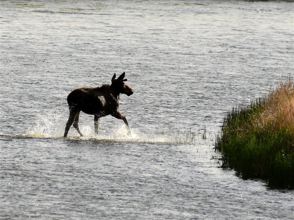 Moose at Seedskadee National Wildlife Refuge