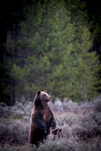 grizzly bear #399 and cub of the year emerge from hibernation on May 16, 2023 - 9 photo