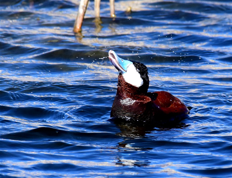 Ruddy duck at Seedskadee National Wildlife Refuge