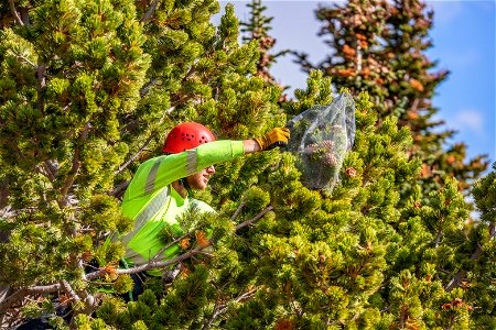 Caging Whitebark Pine Cones photo