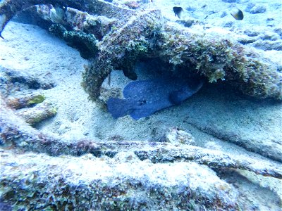 Soap fish under pipe Bonaire