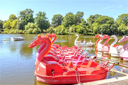 Dragons & Swans Mote Park Maidstone