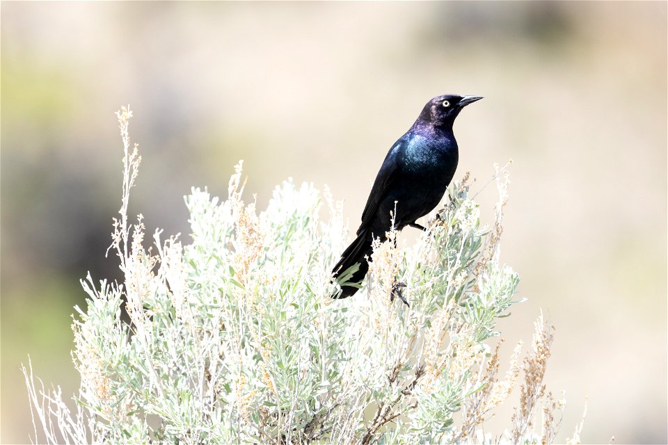 Brewer's blackbird (Euphagus cyanocephalus) perched on a sagebrush bush