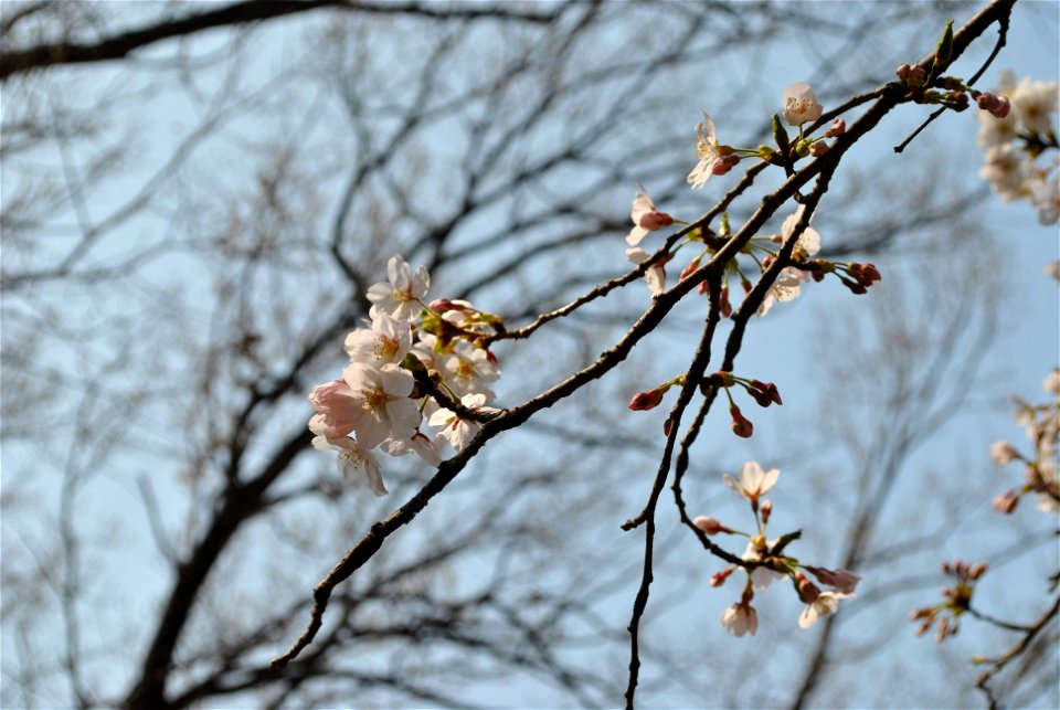 Younginsan Park Spring 2023