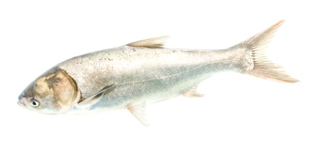 Silver Carp Adult (Hypophthalmichthys molitrix) photo