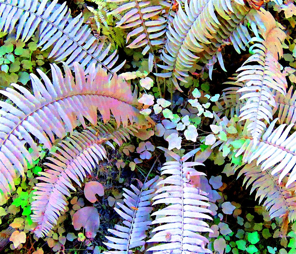 PHOTOSHOP WATERCOLOR STUDIES - Dust on roadside plants, del norte co, ca -08