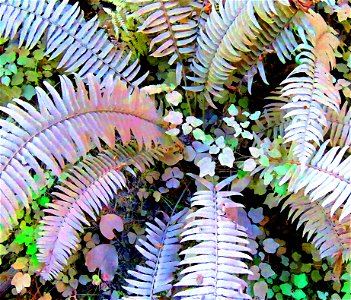 PHOTOSHOP WATERCOLOR STUDIES - Dust on roadside plants, del norte co, ca -08