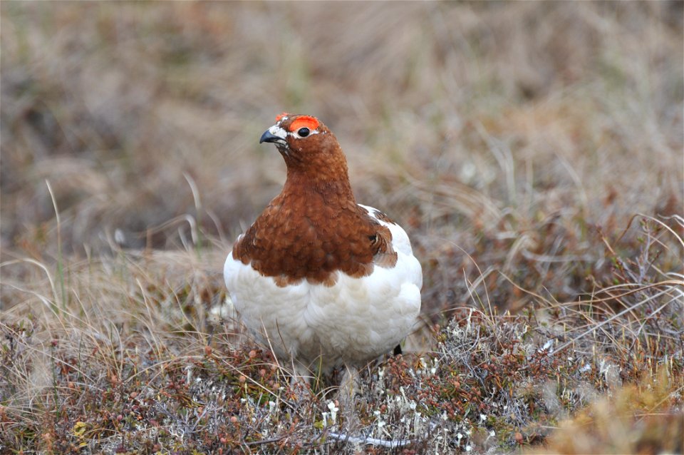 Willow Ptarmigan male photo