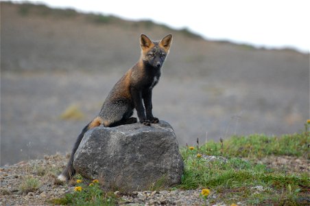 Red Fox kit photo