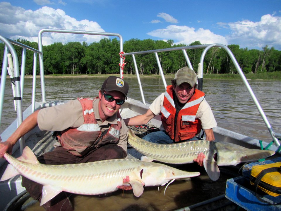 Pallid Sturgeon Monitoring in the Missouri River