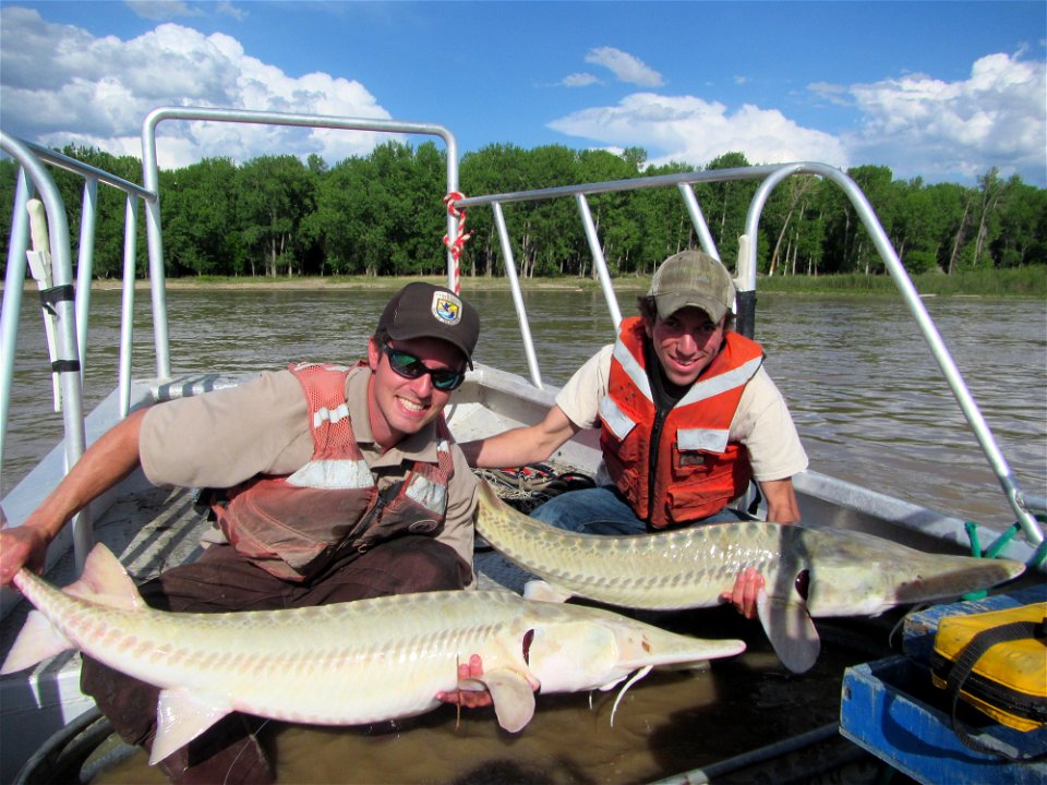 Pallid Sturgeon Monitoring in the Missouri River photo