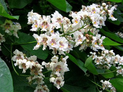 pom-flori-albe2005_0619_094805_50997473266_o