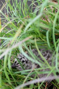 Baby gull hiding in grass photo