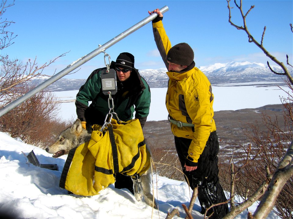Wolf Data Collection