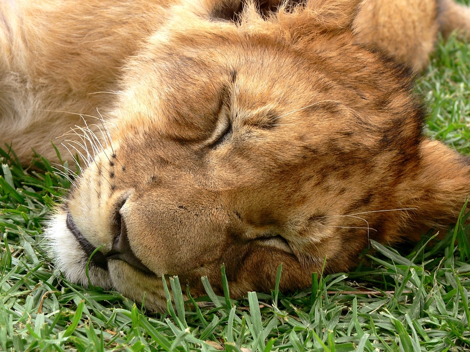 Dozing eyes shut wild