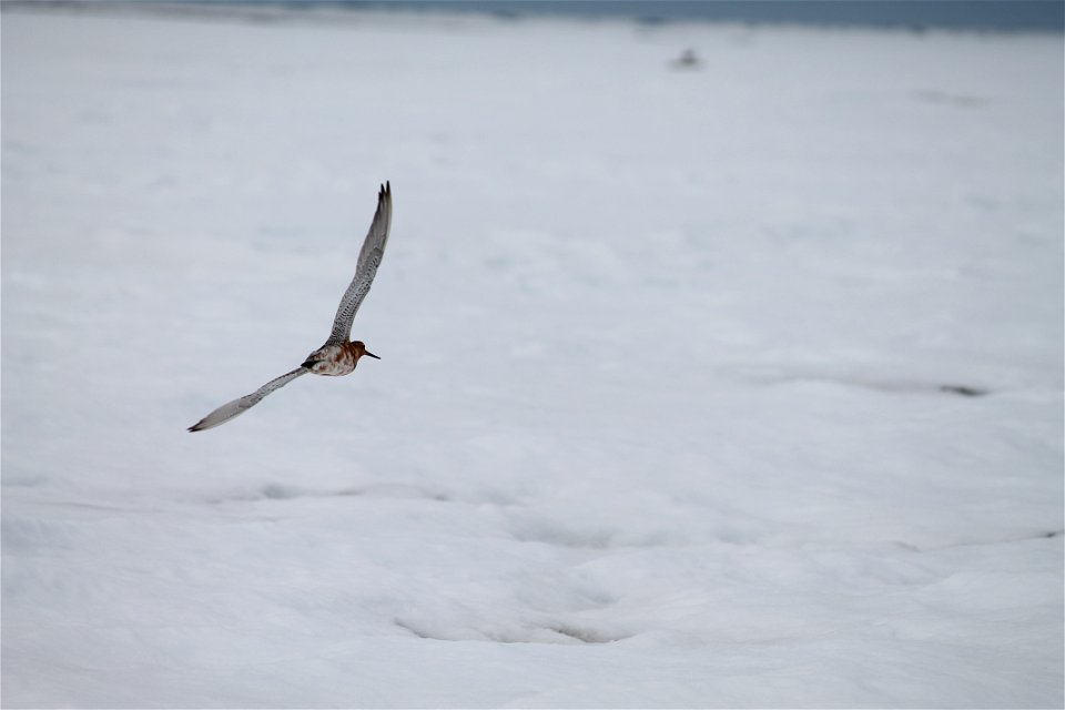 Flight of the Godwit