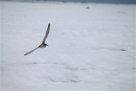 Flight of the Godwit photo