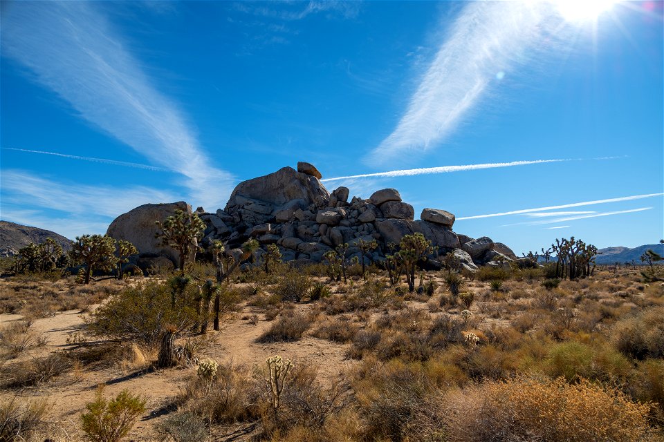 Joshua Tree National Park