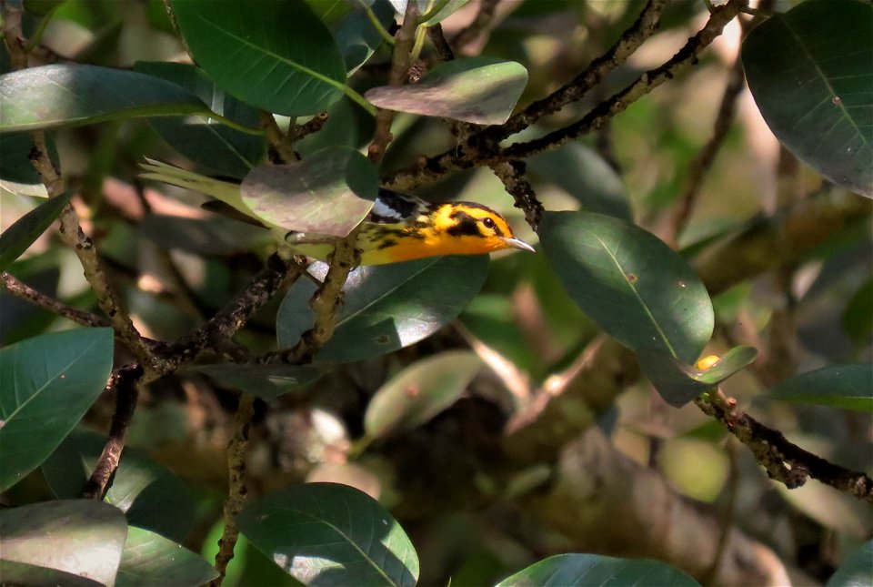 Blackburnian Warbler