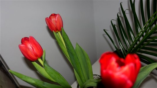 tulips_lalele-2023_0214_092809