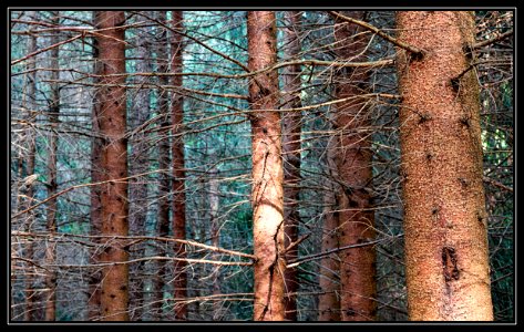 Forest! (Velvia slide style) photo