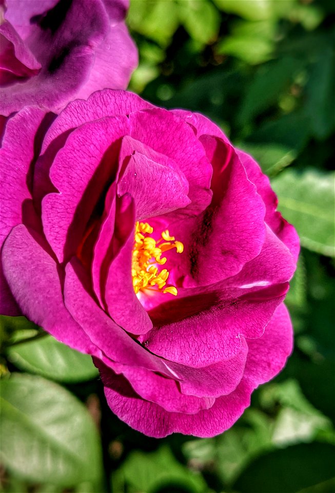 Real Rose