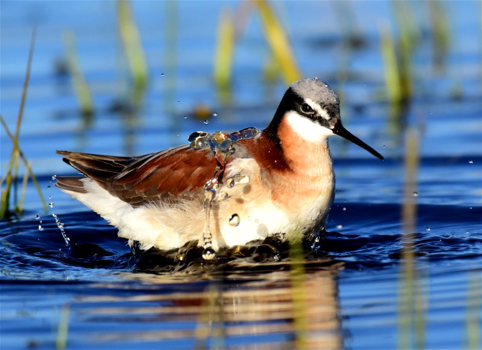 Wilson's phalarope at Seedskadee National Wildlife Refuge