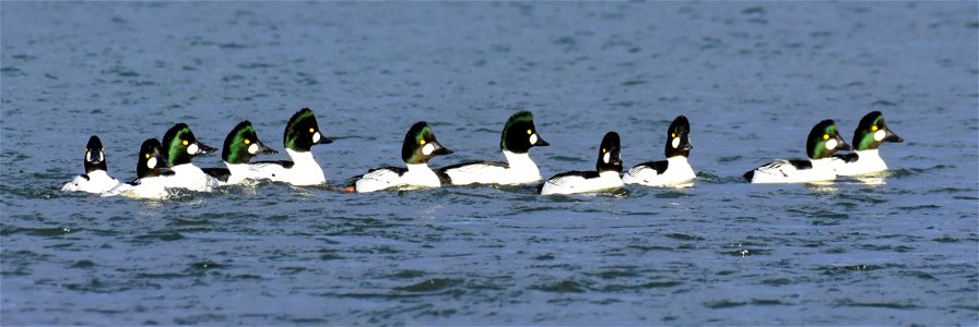 Common goldeneye at Seedskadee National Wildlife Refuge